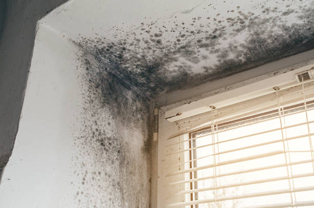 Affordable Mold Cleanup solutions in Somerville, NJ