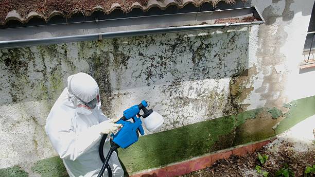 Trusted Commercial Mold Remediation service in Somerville, NJ - Cheap Mold Removal